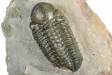 Zlichovaspis Trilobite With Reedops - Orange Eye Facets! #384181-9